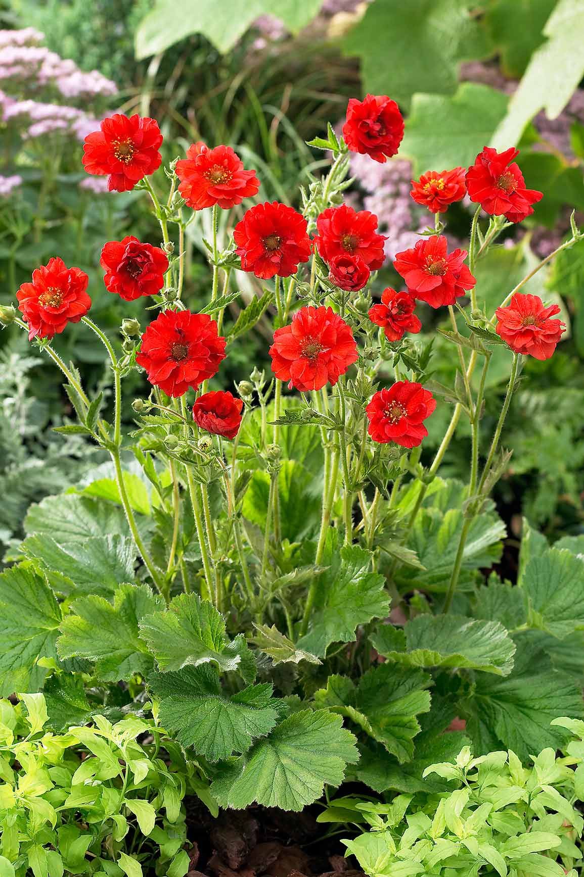 Geum chiloense 'Mrs J. Bradshaw'